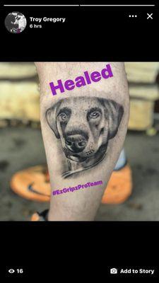 Healed dog portrait done by artist Troy Gregory