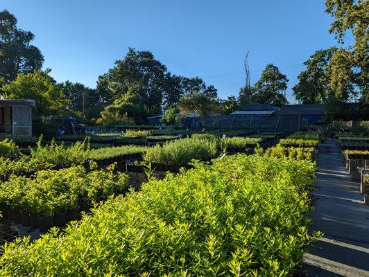 A big crop of Pacific wax myrtle.