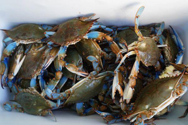 Bushel of blue crabs