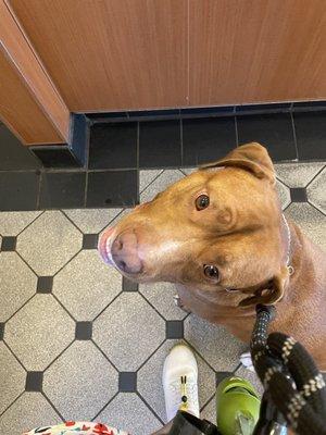 Huey after his grooming appt - getting a snack!