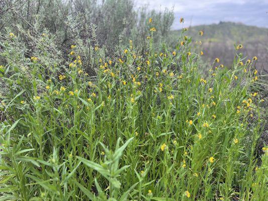 Beautiful wild flowers