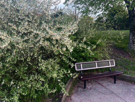 I wish this photo could express what this Jasmine smells like when you sit on this bench. You might never get up.