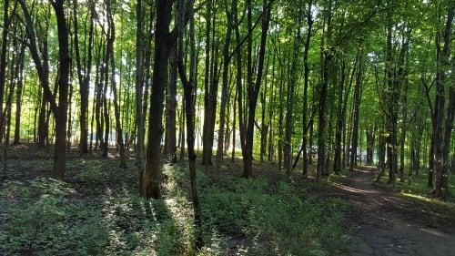 Trails around campground and behind sites in Loop P