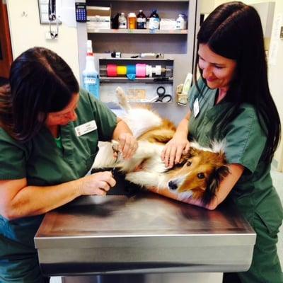 A patient receives a pedicure from Certified veterinary technicians Laurie and Kim.