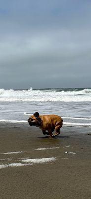 Nug running on the beach with K9 Rockstars!