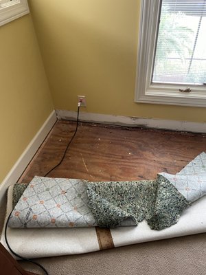 Carpet lifted and pad removed due to water damage