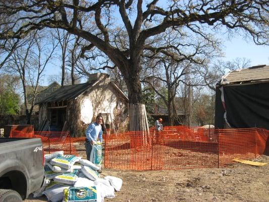 tree preservation during construction