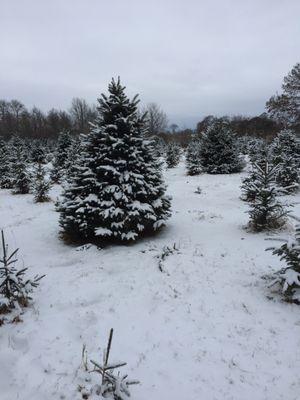 Sunset Acres Tree Farm