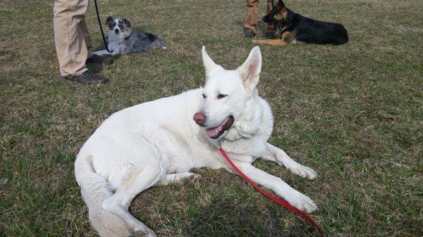 My dog Chase with two other dogs from training. As you can see, he's definitely not dog aggressive.