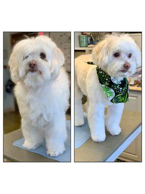 Before & After Grooming