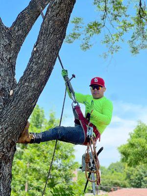 Tree trimming