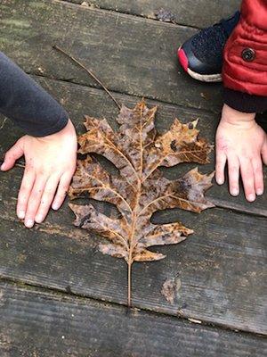 Huge leaves