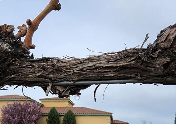 Weeping Vines-They are waking up