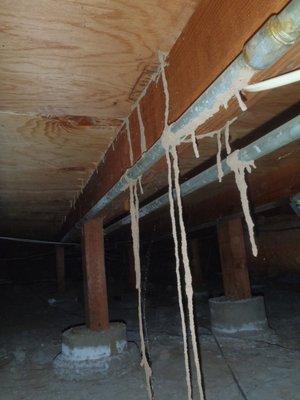 Subterranean termite tubes in the subarea of a house.