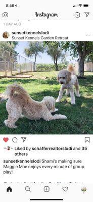 Love how sunset posts about their pups!!