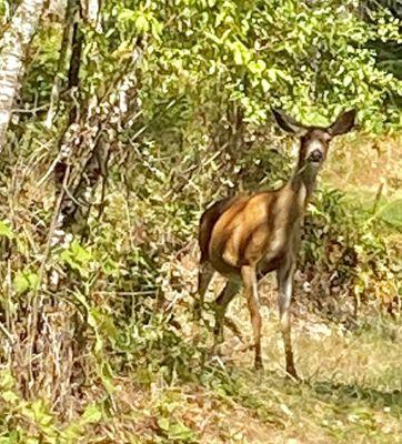 A friendly deer grazing at one of the camp sites.