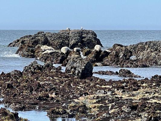 Harboe Seals on the rocks.