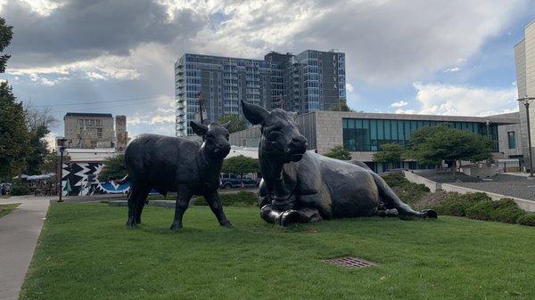 Scottish Angus Cow and Calf