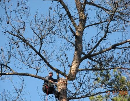 Timberline Expert Tree Service