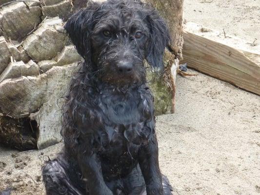 Daisy's puppy Moe at 15 weeks