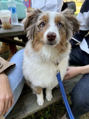 Miniature Australian Shepherd