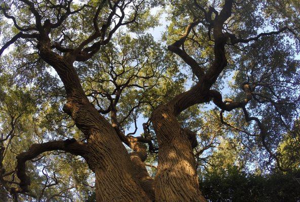 Large Live Oak Trimming