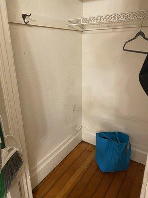 mold in closet