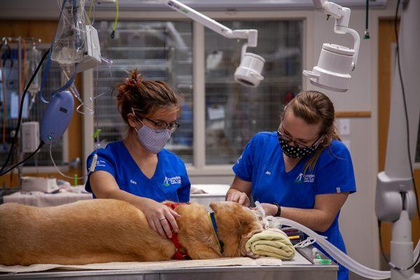 Canine dental cleaning with a fantastic Customer Care Technician