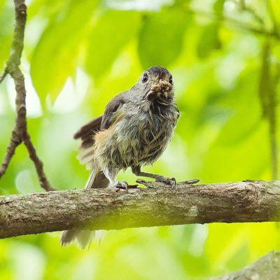 Titmouse