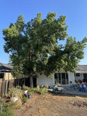 Tree before trimming