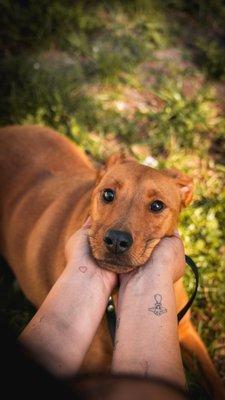 Shy boy Hondo was a part of our 4 week behavior modification to help him understand the world around him better