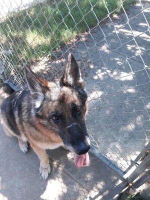 Hunter being a handsome boy during his walk.