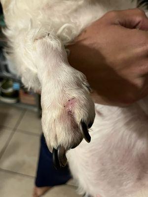 Robert's paw looks fantastic after suture removal! Thank you for saving our baby from foxtails, Dr. Oh!!!