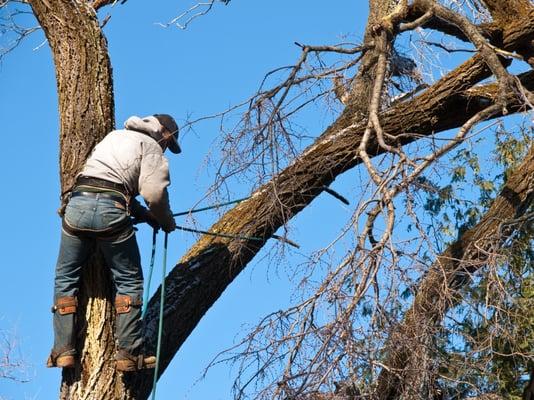 Professional Tree Cutting Services