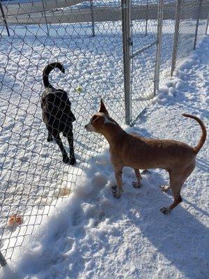 Thor saying hello to another pup