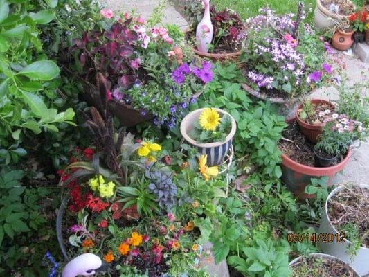 Flower Garden at the Sunshine House