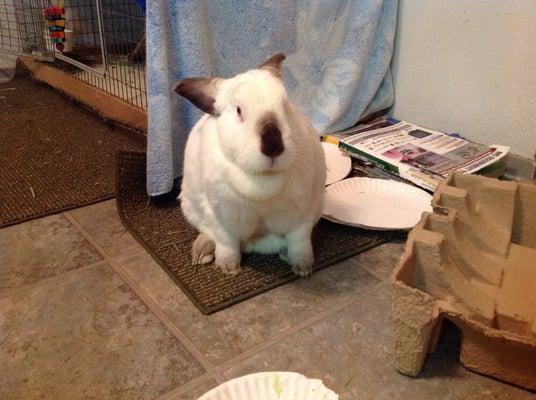 BunnyBun waiting on his parsley