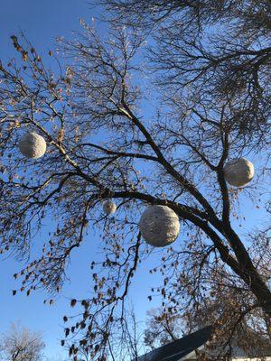 Huge hornets nests