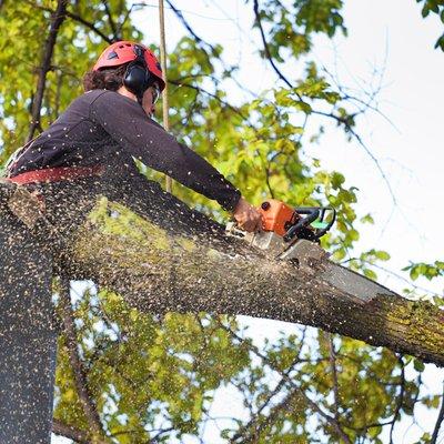 Tree Removal