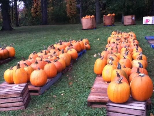 Wide variety of pumpkins