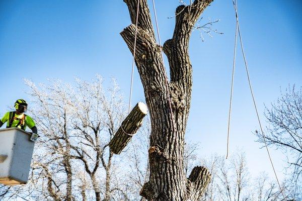 Tree Removal.