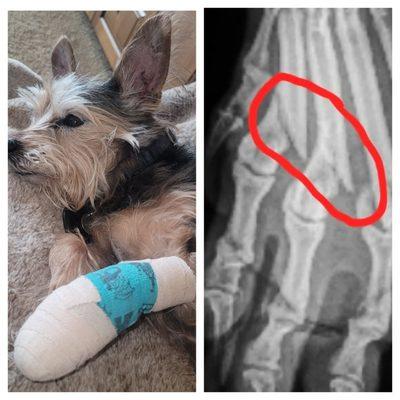 Sampson broke to bones in his paw on Christmas Eve jumping out of my sister's SUV in -18° cold.