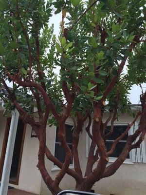 My China berry tree after Al trimmed it