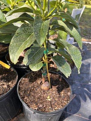 Avocado tree grown from the pit.