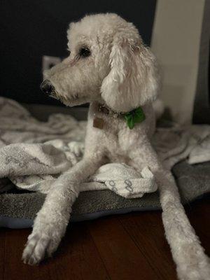 Our 13 year old pup right after her grooming!