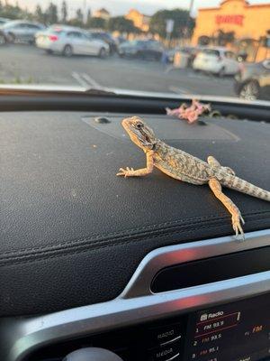 Rex bearded dragon.