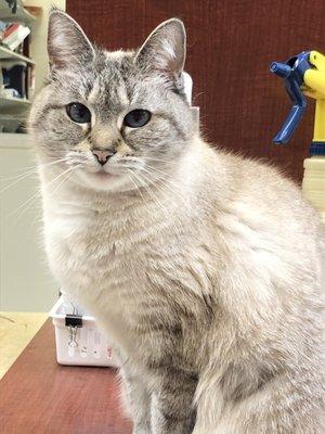 Hermione has been a cherished member of our clinic since day one, and takes her role as the guardian of the front desk very seriously.