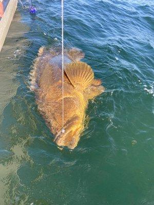 200 lb Goliath grouper