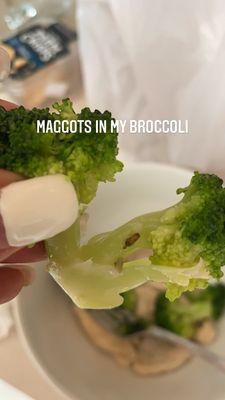 Maggots in steamed broccoli