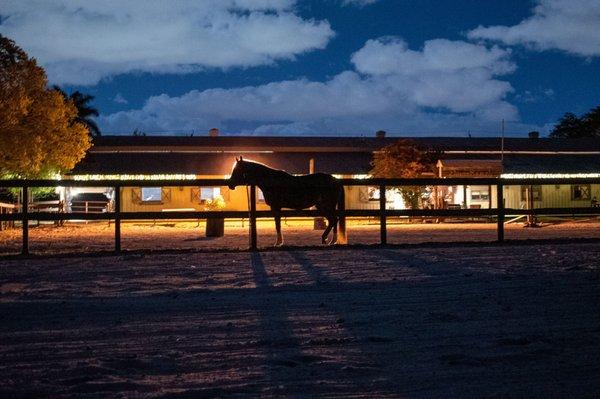 Horse at Davie Ranch night time outside